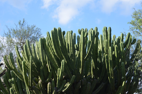 Garambullo cactus | Project Noah