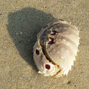 Porcelain Crab