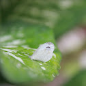 Pieridae Butterfly