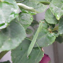 Praying Mantis