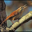 Carolina Wren