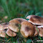 Fungus