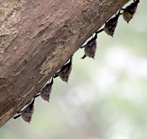 bat proboscis bats animals noah