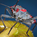 Boxelder bug