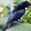 koel