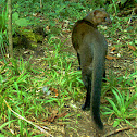 Jaguarundi