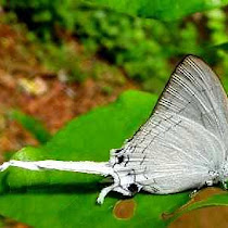 ButterflyIndia
