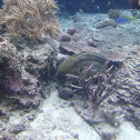 Moray Eel