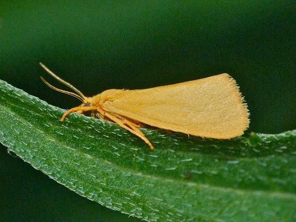Spotting Image 1