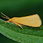 Virbia moth