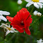 Corn Poppy