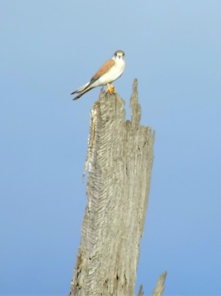 Spotting Image 1