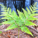 Fern