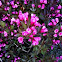 Weigela 