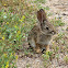Desert Cottontail