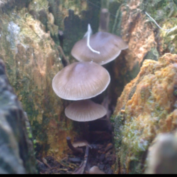 Spotting Image 1