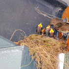 Black Redstart
