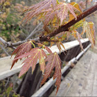 Maple