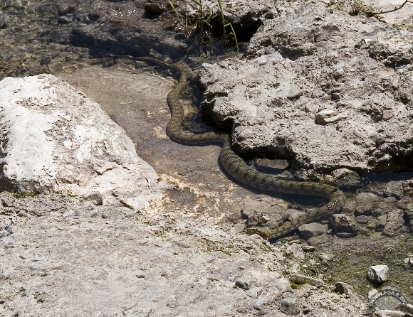 Spotting Image 1