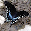 Spicebush Swallowtail