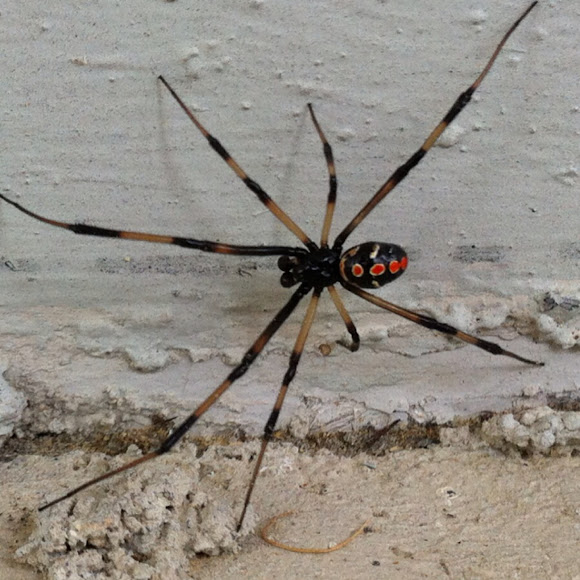 Spotting Image 1