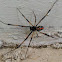 Black Widow?
