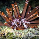 Red Slate Pencil Urchin
