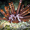 Red Slate Pencil Urchin