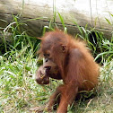Orangutan