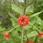 Jacquinia umbellata