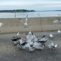 Sea Gull