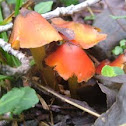 Witche's Hat