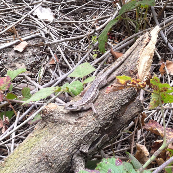 Spotting Image 1