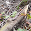 Great Basin fence lizard