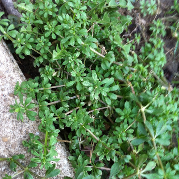 Carpet Weed. Project Noah