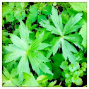 Wild Geranium