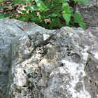 Spiny Lizard