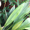 Curcuma