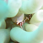 Squat Shrimp