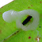 Spittle bug