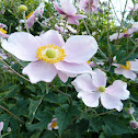 Japanese anemone / Herbst-Anemone