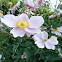 Japanese anemone / Herbst-Anemone