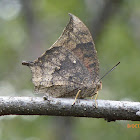 Tropical Leafwing