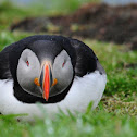 Atlantic Puffin