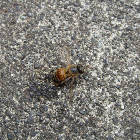 Spotting Image 1