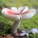 Red Russula