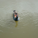 Common Moorhen