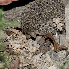 long-eared hedgehog