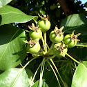 European Pear. Pera de San Juan