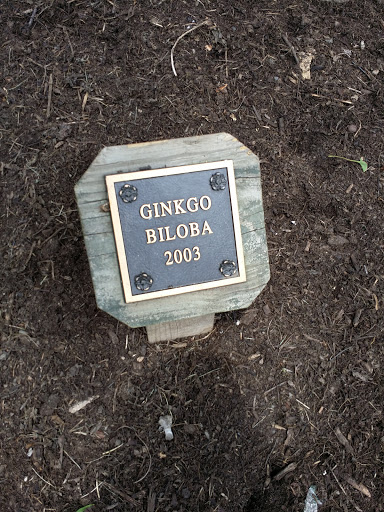 Ginkgo Biloba 2003